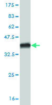 Monoclonal Anti-HAL antibody produced in mouse clone 4F2, purified immunoglobulin, buffered aqueous solution