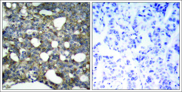 Anti-GJA1 (Ab-367) antibody produced in rabbit affinity isolated antibody