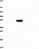 Anti-ADRA1A antibody produced in rabbit Prestige Antibodies&#174; Powered by Atlas Antibodies, affinity isolated antibody, buffered aqueous glycerol solution
