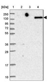 Anti-LY75 antibody produced in rabbit Prestige Antibodies® Powered by Atlas Antibodies, affinity isolated antibody, buffered aqueous glycerol solution
