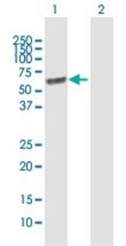 Anti-LGI1 antibody produced in mouse purified immunoglobulin, buffered aqueous solution