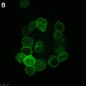 Anti-Anosmin Antibody, clone 2C17 ZooMAb® Rabbit Monoclonal recombinant, expressed in HEK 293 cells