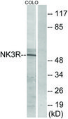 Anti-NK3R, C-Terminal antibody produced in rabbit affinity isolated antibody