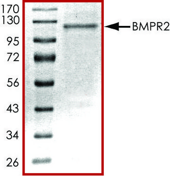 BMPR2 (174-end), active, His tagged human PRECISIO&#174; Kinase, recombinant, expressed in baculovirus infected Sf9 cells, &#8805;70% (SDS-PAGE), buffered aqueous glycerol solution