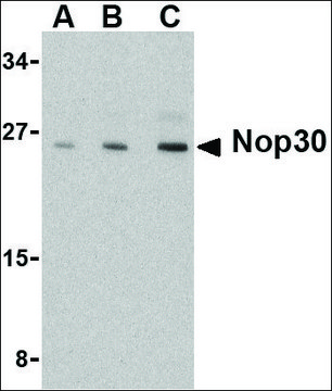 Anti-NOP30 antibody produced in rabbit affinity isolated antibody, buffered aqueous solution