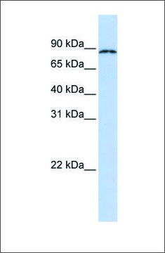 Anti-CPEB4 antibody produced in rabbit affinity isolated antibody