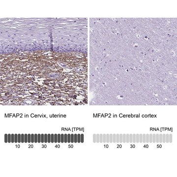 Anti-MFAP2 antibody produced in rabbit Prestige Antibodies&#174; Powered by Atlas Antibodies, affinity isolated antibody, buffered aqueous glycerol solution