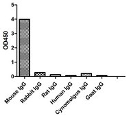 Alpaca Anti-Mouse IgG1(Fcγ) HRP single domain Antibody recombinant Alpaca(VHH) Nano antibody