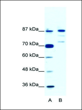 Anti-BACH1 antibody produced in rabbit IgG fraction of antiserum