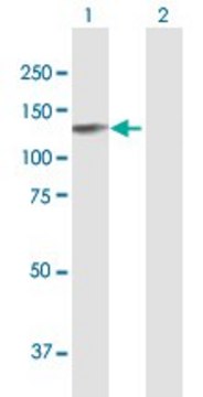 Anti-EPB41L3 antibody produced in mouse purified immunoglobulin, buffered aqueous solution