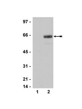 Anti-phospho-ATF2 (Thr69/71) Antibody, clone AW65 clone AW65, Upstate&#174;, from mouse