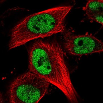 Anti-RBM15B antibody produced in rabbit Prestige Antibodies&#174; Powered by Atlas Antibodies, affinity isolated antibody