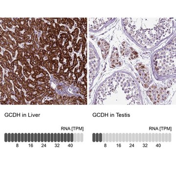 抗-GCDH 兔抗 Prestige Antibodies&#174; Powered by Atlas Antibodies, affinity isolated antibody, buffered aqueous glycerol solution