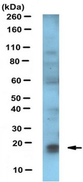 Anti-FAT10 Antibody, clone 4F1 clone 4F1, from mouse