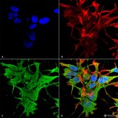 Monoclonal Anti-Lrp4 - Atto 488 antibody produced in mouse clone S207-27, purified immunoglobulin