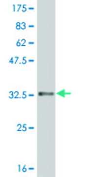 ANTI-HES2 antibody produced in mouse clone 1B12, purified immunoglobulin, buffered aqueous solution