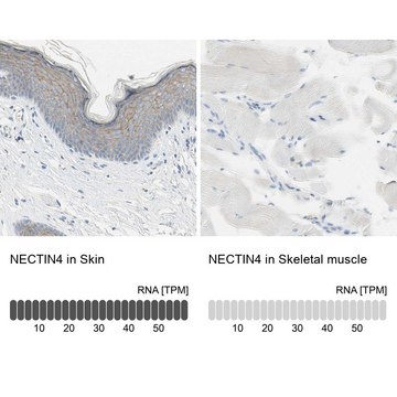 抗-NECTIN4 兔抗 Prestige Antibodies&#174; Powered by Atlas Antibodies, affinity isolated antibody, buffered aqueous glycerol solution