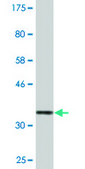 Monoclonal Anti-TAOK3, (C-terminal) antibody produced in mouse clone 1D2, ascites fluid