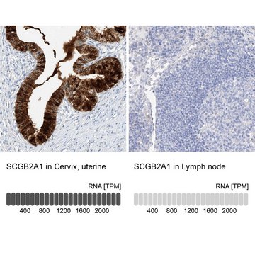 Anti-SCGB2A1 antibody produced in rabbit Prestige Antibodies&#174; Powered by Atlas Antibodies, affinity isolated antibody, buffered aqueous glycerol solution