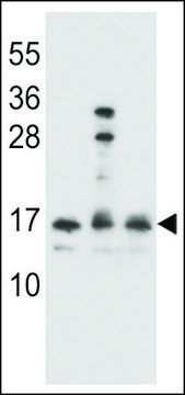 ANTI-HOPX(C-TERMINAL) antibody produced in rabbit affinity isolated antibody, buffered aqueous solution