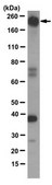 Anti-c-ErbB2/c-Neu Antibody, clone 3B5 clone 3B5, from mouse