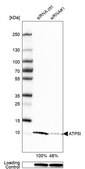 Anti-ATP5I antibody produced in rabbit Prestige Antibodies® Powered by Atlas Antibodies, affinity isolated antibody, buffered aqueous glycerol solution