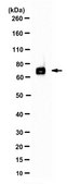 Anti-ZBTB46 (ZNF340) Antibody, clone 5A8.1 clone 5A8.1, from mouse