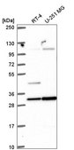 Anti-RASSF5 antibody produced in rabbit Prestige Antibodies® Powered by Atlas Antibodies, affinity isolated antibody