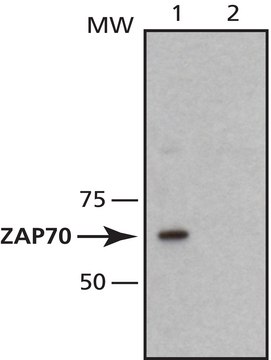 Monoclonal Anti-ZAP-70 antibody produced in mouse ~1.5&#160;mg/mL, clone 1E7.2, purified immunoglobulin, buffered aqueous solution