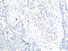 Anti-Granzyme B Rabbit Monoclonal Antibody clone RM441, affinity purified immunoglobulin