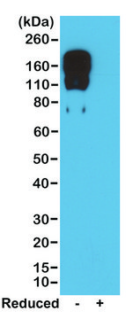 Anti-Mouse IgG2c antibody, Rabbit monoclonal recombinant, expressed in HEK 293 cells, clone RM223, purified immunoglobulin