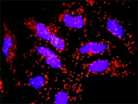 Monoclonal Anti-FAS antibody produced in mouse clone 2G3, purified immunoglobulin, buffered aqueous solution