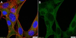 Anti-Cleaved Caspase-8 Antibody, clone 1K3 ZooMAb&#174; Rabbit Monoclonal recombinant, expressed in HEK 293 cells