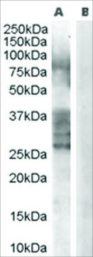 Anti-ADAM33 antibody produced in goat affinity isolated antibody, buffered aqueous solution