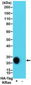 Anti-HA-Tag antibody, Rabbit Monoclonal recombinant, expressed in HEK 293 cells, clone RM305, purified immunoglobulin