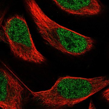 Anti-PAX8 antibody produced in rabbit Prestige Antibodies&#174; Powered by Atlas Antibodies, affinity isolated antibody, buffered aqueous glycerol solution