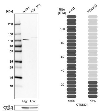 Anti-CTNND1 antibody produced in rabbit Prestige Antibodies&#174; Powered by Atlas Antibodies, affinity isolated antibody, buffered aqueous glycerol solution