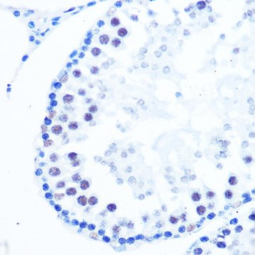 Anti-DNA Polymerase beta antibody produced in rabbit