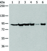 Anti-XAB2 affinity isolated antibody