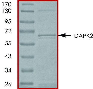 DAPK2, active, GST tagged human PRECISIO&#174; Kinase, recombinant, expressed in baculovirus infected Sf9 cells, &#8805;70% (SDS-PAGE), buffered aqueous glycerol solution