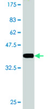 Monoclonal Anti-DCP1A antibody produced in mouse clone 2D12, purified immunoglobulin, buffered aqueous solution