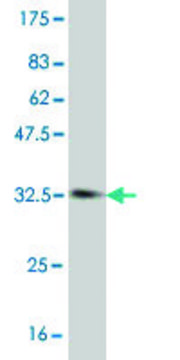 Monoclonal Anti-SOX12 antibody produced in mouse clone 2A6, purified immunoglobulin, buffered aqueous solution