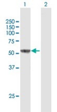 Anti-IL16 antibody produced in mouse purified immunoglobulin, buffered aqueous solution