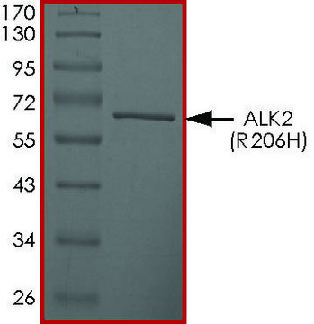 ALK2 (R206H), Active PRECISIO&#174; Kinase, recombinant