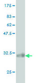 Monoclonal Anti-ATP6V0D1 antibody produced in mouse clone 2G12, purified immunoglobulin, buffered aqueous solution
