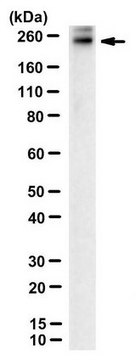 Anti-ABCA4 Antibody, clone 5B4 clone 5B4, from mouse