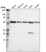 Anti-TOM1 antibody produced in rabbit Prestige Antibodies® Powered by Atlas Antibodies, affinity isolated antibody