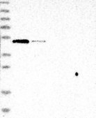 Anti-BTBD1 antibody produced in rabbit Prestige Antibodies® Powered by Atlas Antibodies, affinity isolated antibody, buffered aqueous glycerol solution