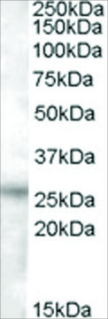 Anti-RASSF3 antibody produced in goat affinity isolated antibody, buffered aqueous solution