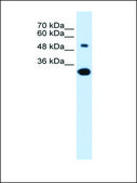 Anti-SLC2A5 antibody produced in rabbit affinity isolated antibody